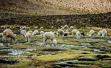 Montaña de 7 Colores en Cusco: vista panorámica de Vinicunca y sendero