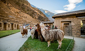 Llamas en el complejo arqueológico de Ollantaytambo, Valle Sagrado de Cusco, con muros incas y casas de piedra tradicionales