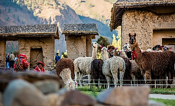 Llamas y alpacas en Ollantaytambo, Valle Sagrado de Cusco (Peru)