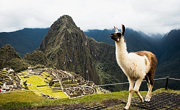 Llama en Machu Picchu con panorama de la ciudadela y montañas andinas